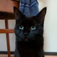 Photo of Jinx