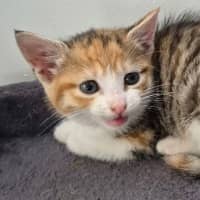 Photo of Poppy