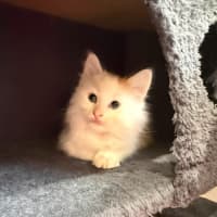 Photo of Castin ** 2nd Chance Cat Rescue **