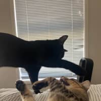 Photo of Binx And Onyx