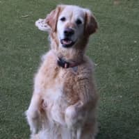 Photo of Luna