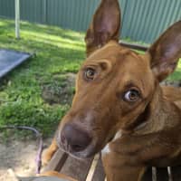 Photo of Nova