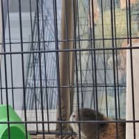 Photo of Bandit
