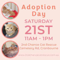 Photo of Ackee **2nd Chance Cat Rescue**