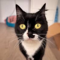 Photo of Oreo