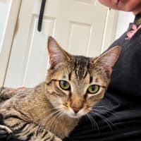 Photo of Teriyaki