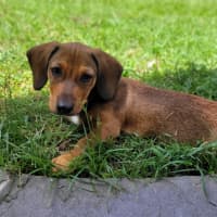 Photo of Shya
