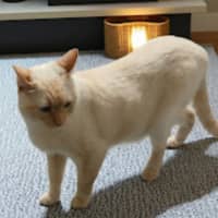 Photo of Romeo