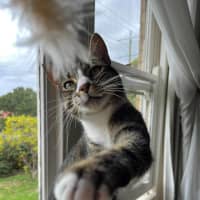 Photo of Loki