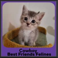 Photo of Cowboy