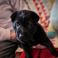 Photo of Gemma 