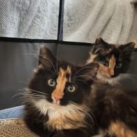 Photo of Bumblebee