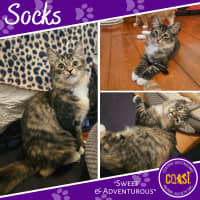 Photo of Socks