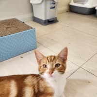 Photo of Baron Marmalade