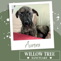 Photo of Aurora