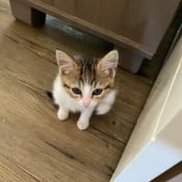 Photo of Belle   Meet Me At Petstock Chelsea