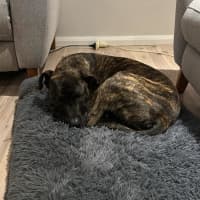 Photo of Caesar   1 Year Old Mastiff X