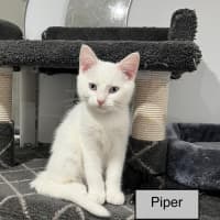 Photo of Piper