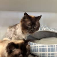 Photo of Fletcher & Jasper 