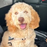 Photo of Stella Valenti