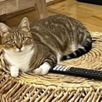 Photo of Princess Lilibet