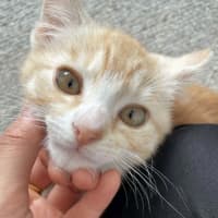 Photo of Macaroni Kitten