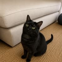 Photo of Cosmo