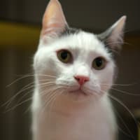 Photo of Wicket