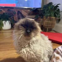 Photo of Elvis Presley