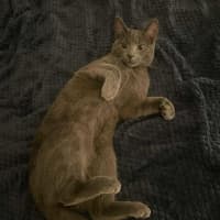 Photo of 🩶 Nico 🩶