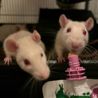 Photo of Charlie, Harper, Molly & Princess