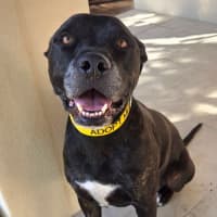 Photo of Ace