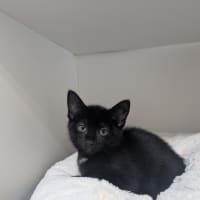 Photo of Bane