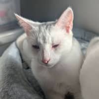 Photo of Buckley