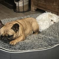 Photo of Wing Commander