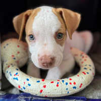 Photo of Reggie/Jingle