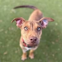Photo of Lulu