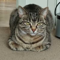 Photo of Marceline   In Foster Care In Preston
