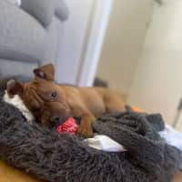 Photo of Shiloh