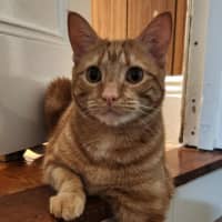 Photo of Toffee