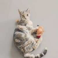 Photo of Peanut