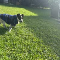 Photo of Shiela (Noo Noo)