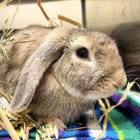 Photo of Bowie Bun