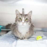 Photo of Pippy