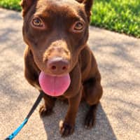 Photo of Daisy