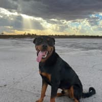 Photo of Bear