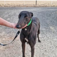 Photo of Brockie Cat Friendly