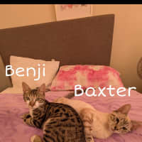 Photo of Benji