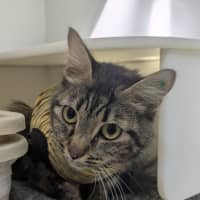 Photo of 🧁 Giovanna 6890 🧁