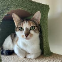 Photo of Blossom